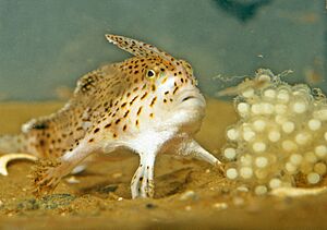 CSIRO ScienceImage 11186 The Endangered Spotted Handfish