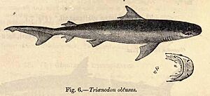 Carcharhinus amboinensis Day