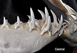 Carcharias taurus central teeth2