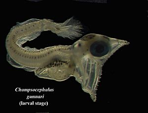 Champsocephalus gunnari
