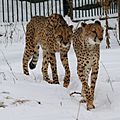 Cheetahs (4353356375) (2)