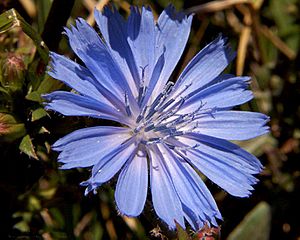 Chicory flower 001