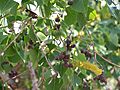 ChineseTallowSeedpods