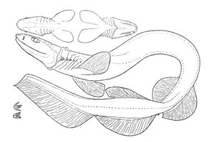 Chlamydoselachus anguineus by garman
