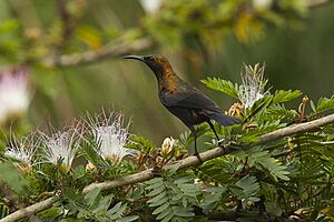 Cinnyris cupreus by Francesco Veronesi.jpg