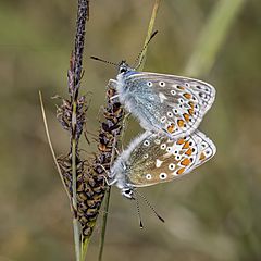 Common blues (Polyommatus icarus mariscolore) mating Burren