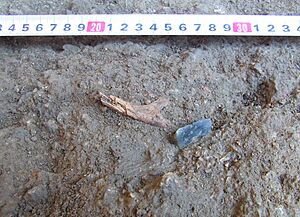 Crimea Paleontological Excavations Summer 2013 Bone and Tool (DSCF3984)
