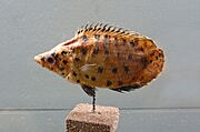 Ctenopoma acutirostre-Musée royal de l'Afrique centrale