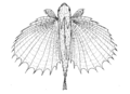 Dactyloptena orientalis (Oriental flying gurnard)