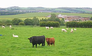 Dexter cattle , Bolton. - geograph.org.uk - 18376