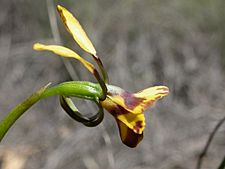 Diuris semilunulata (5085611682)