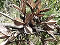 Doryanthes excelsa seed head PB060049