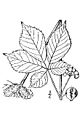 Drawn image of fruit and leaf
