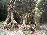 Dukes-vaunt-oak-in-2004