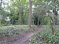Earlham Park Woods 2