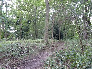 Earlham Park Woods 2