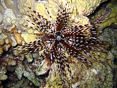 Echinothrix calamaris1