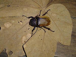 Elephant beetle