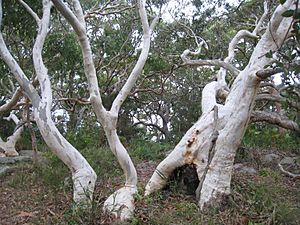 Eucalyptus haemastoma E. haemastoma IMG 3051 (5498378774)