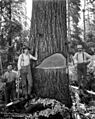 Felling men, Columbia River Timber Company, Skamokawa, ca 1918 (KINSEY 2195)