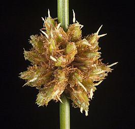 Ficinia nodosa (male phase) - Flickr - Kevin Thiele