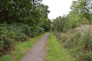 Flitwick Wood 5