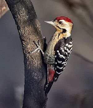 Fulvous-breasted Woodpecker (Dendrocopos macei) at Kolkata I IMG 3848.jpg