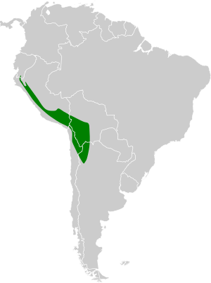 Gallinago andina map.svg