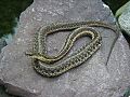 Gartersnake2128