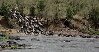 Gnus passing Mara River-03, by Fiver Löcker