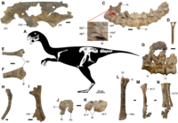 Gobiraptor.png
