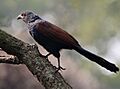 Greater Coucal (Centropus sinensis) at Narendrapur W IMG 4158