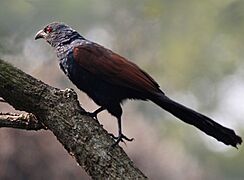 Greater Coucal (Centropus sinensis) at Narendrapur W IMG 4158