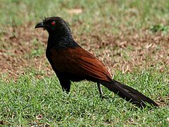 Greater Coucal (Centropus sinensis) in Hyderabad W IMG 8957
