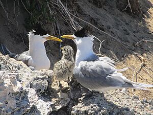 Greater Crested Terns (Thalasseus bergii) with chick on Penguin Island, November 2022 06
