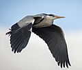 Grey heron ham wall