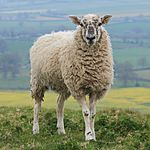 Hambledon Hill Sheep