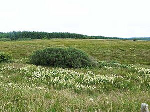 Hay meadow at Ballyteige