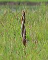 Indian rat snake,Ptyas mucosa, Territorial Fight