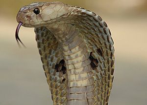 indian cobra snake attack