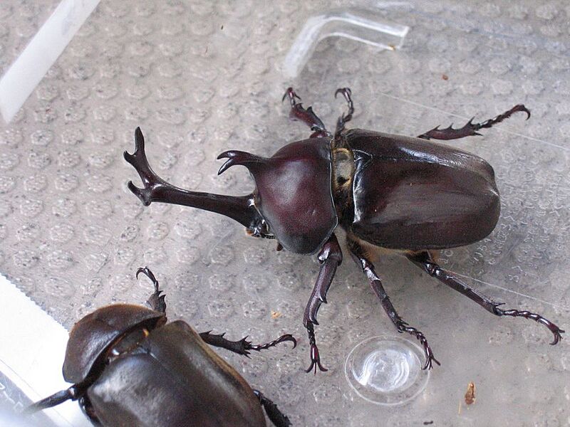Kabutomushi-JapaneseBeetle-July2004
