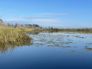 Lake Deaton Shore