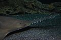 Largetooth Sawfish 1