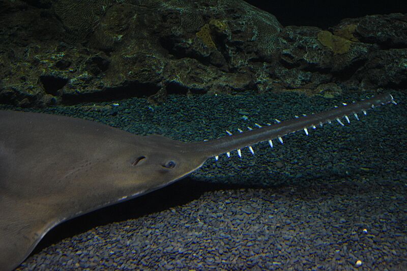 Largetooth Sawfish 1