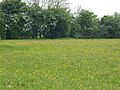 Laurel Farm Meadow 4