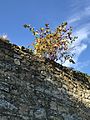 Leycesteria formosa self-seeded on garden wall