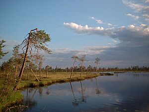 Liikasenvaara