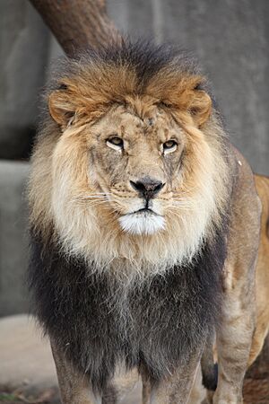 Lion2010