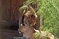 Lion and lioness at the zoo of Rabat, Morocco
