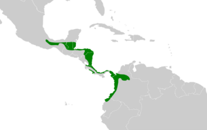 Lipaugus unirufus map.svg